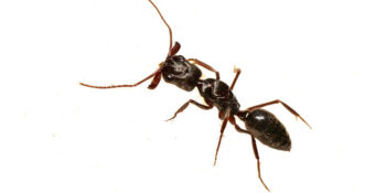 Pest Control Staten Island Exterminator