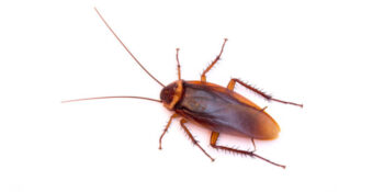 Pest Control Staten Island Exterminator