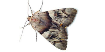 Pest Control Staten Island Exterminator